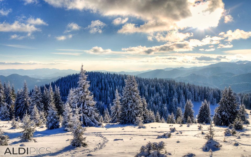 Снежни пейзажи от Пампорово