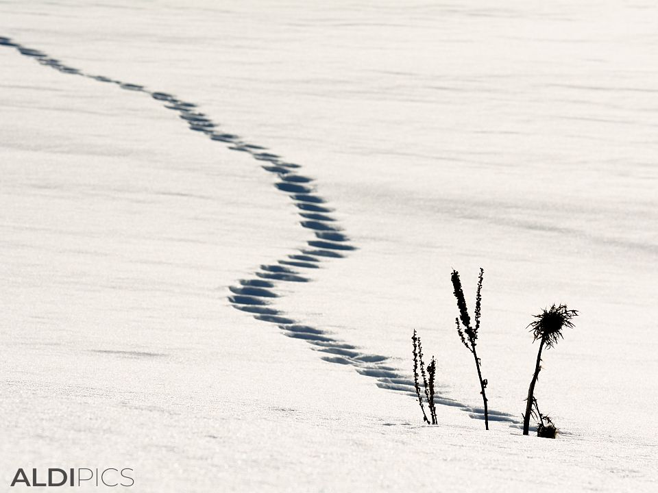 Footsteps in the snow