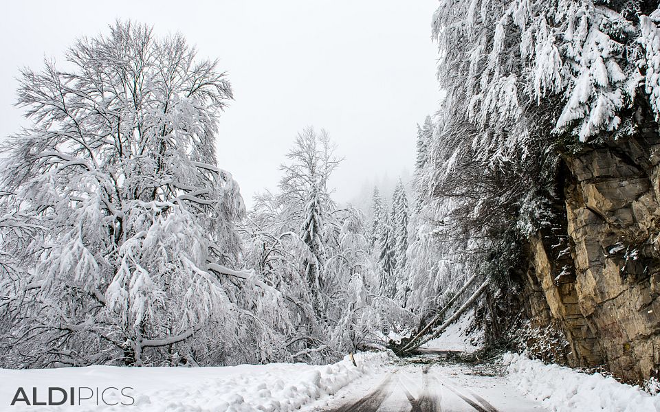 First snow