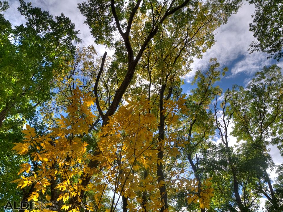 Autumn in the park