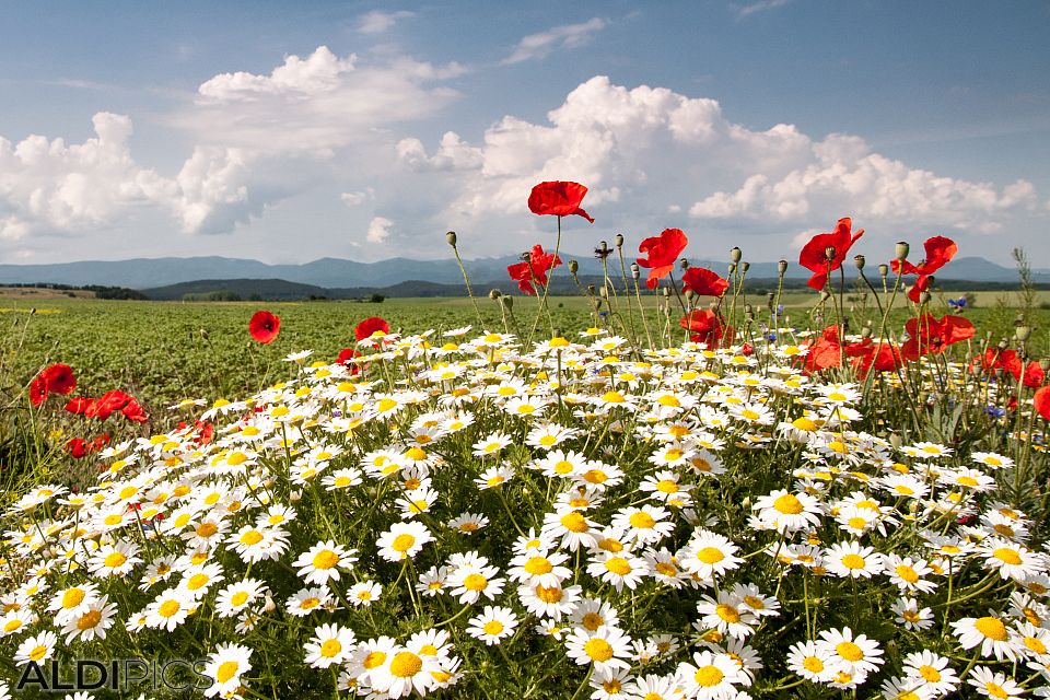 Near Kazanlak