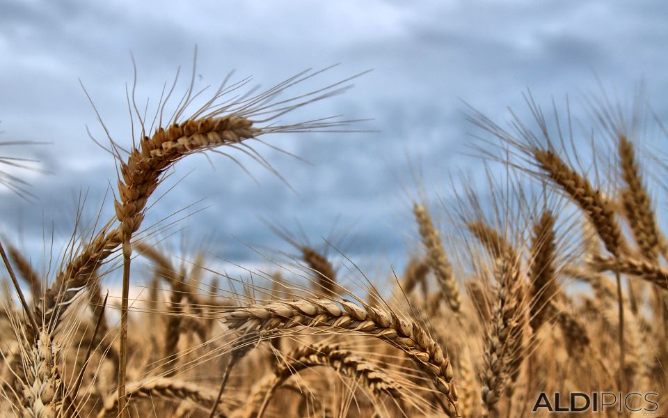 Ears of corn