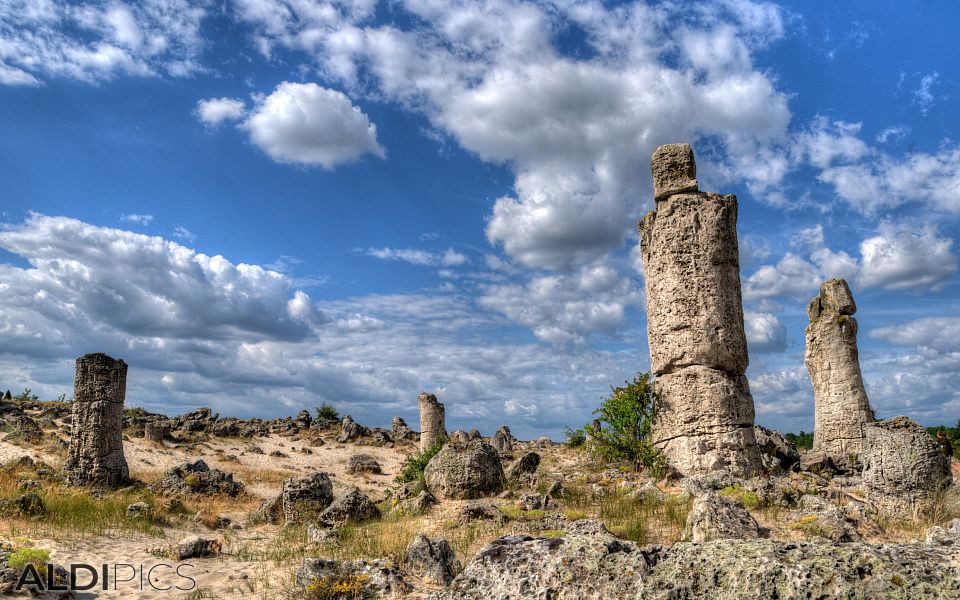 Stone Forest