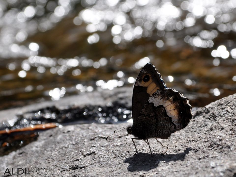 Walk near Smolyan