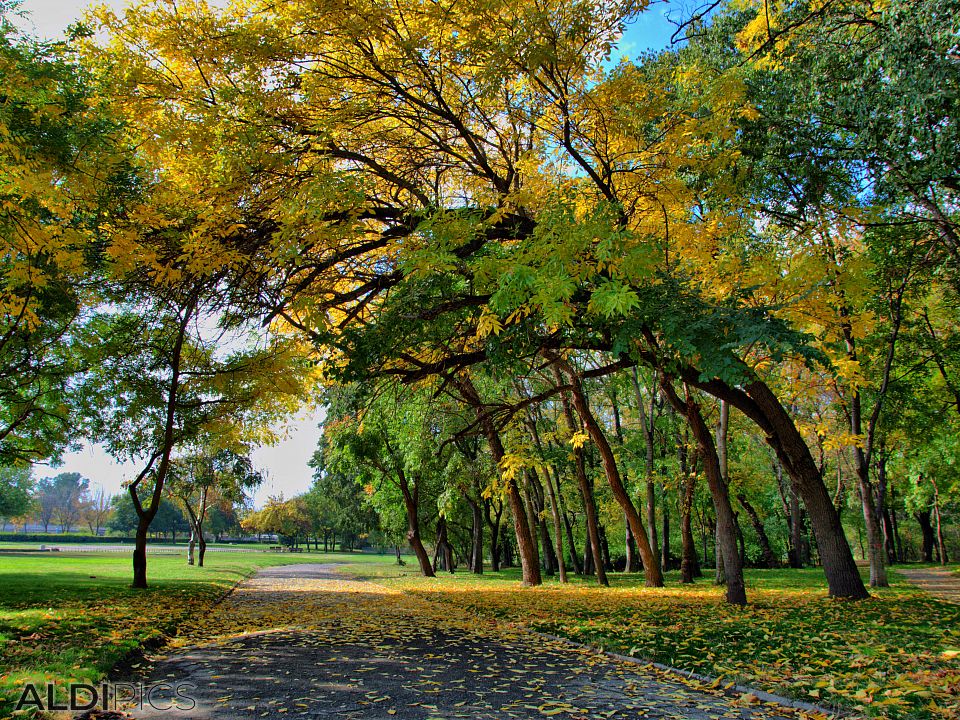 Autumn in the park