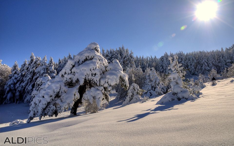 Winter landscapes from Rhodope