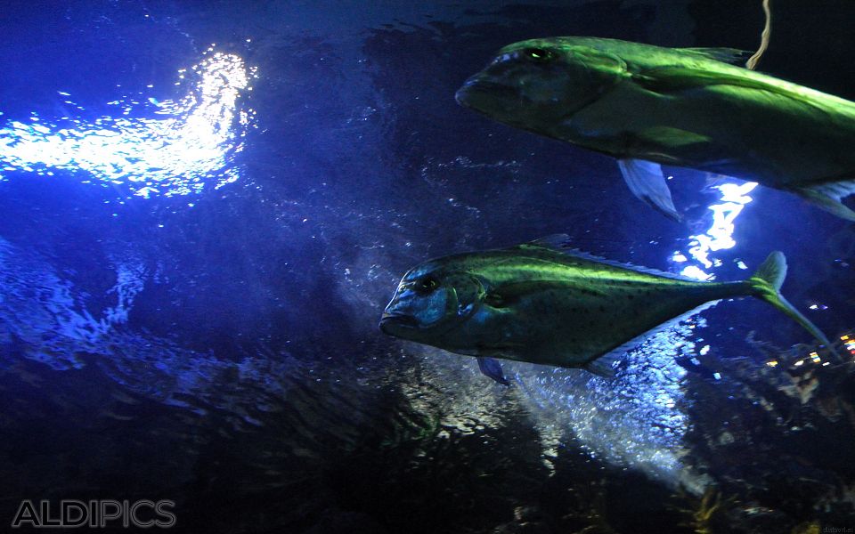 Aquarium Forum Istanbul