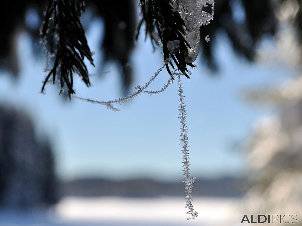 Snow web