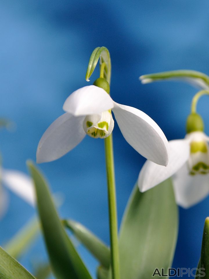 Snowdrops