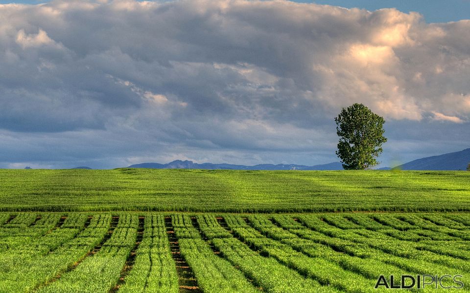 Fields near Plovdiv