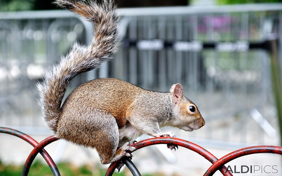 Squirrel in St.James Park