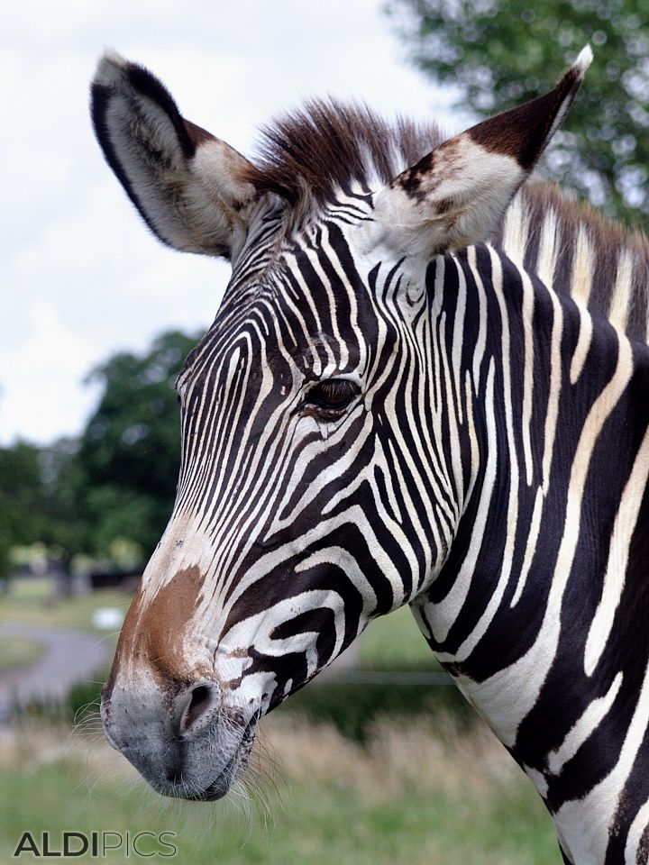 Zebras in Woburn Safari Park