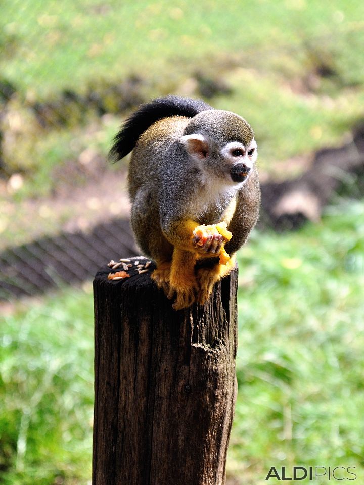 Squirrel monkeys