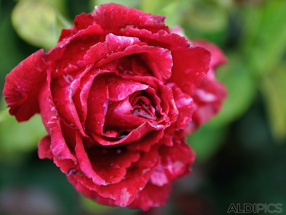 Красива роза от Мароко