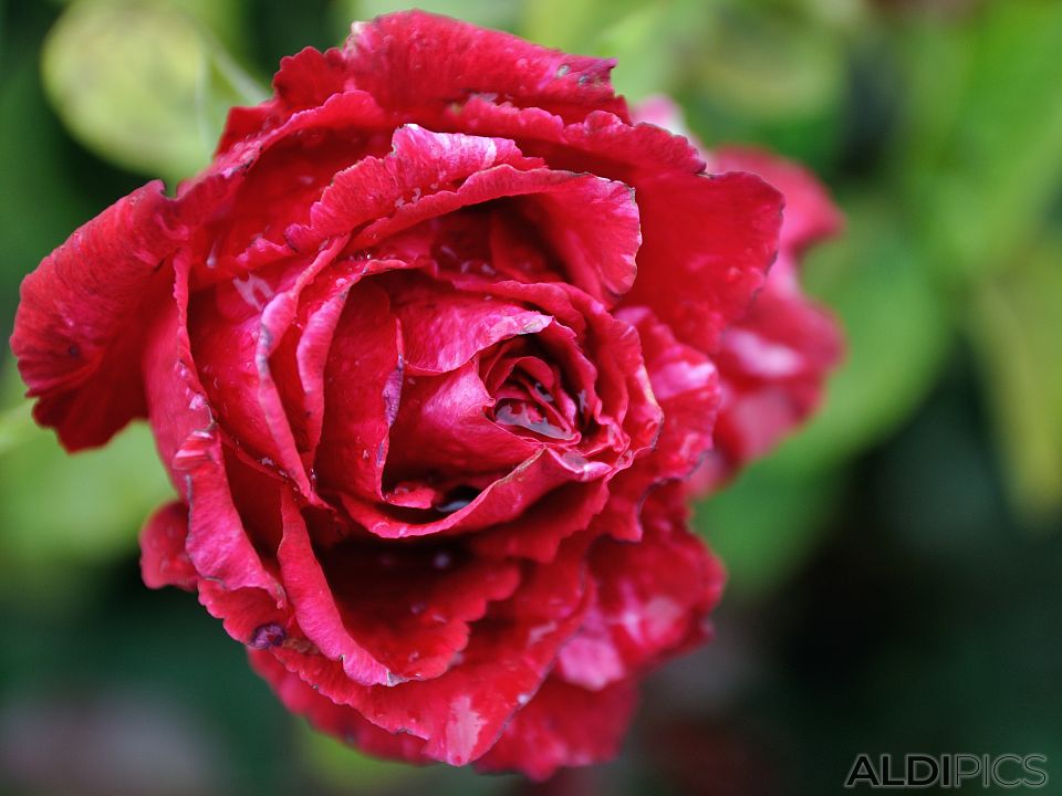 Beautiful roses from Morocco