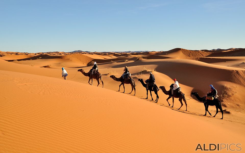 Camel Caravan