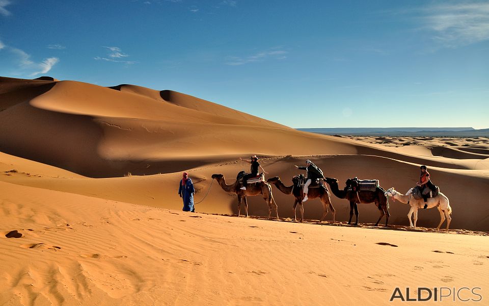 Camel Caravan