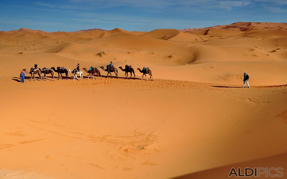 Camel Caravan