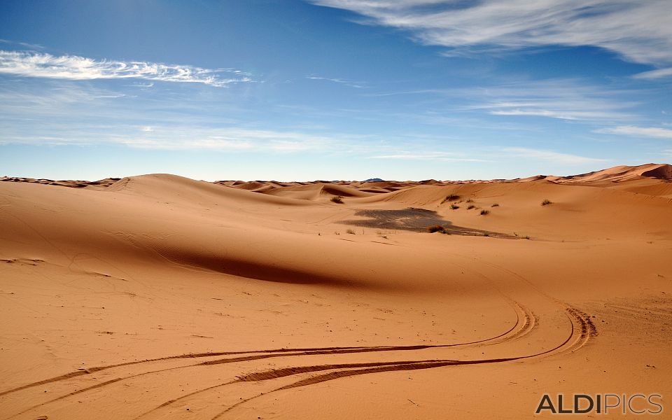 Tracks in the Desert