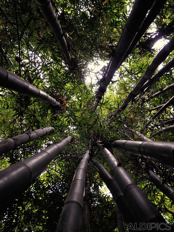 Bamboo in the Majorelle Garden - Marrakech