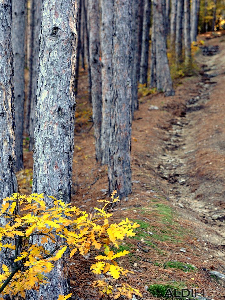 Autumn forest