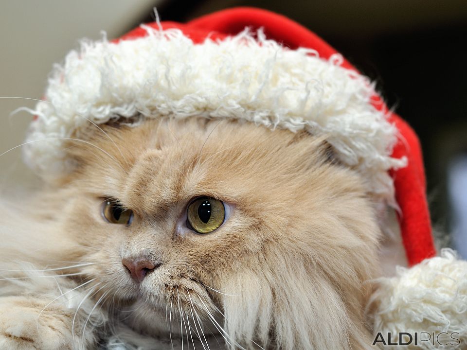 Alexander Puss in Christmas dress