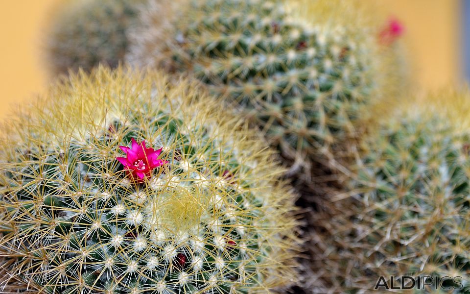 Cactus in Sardina