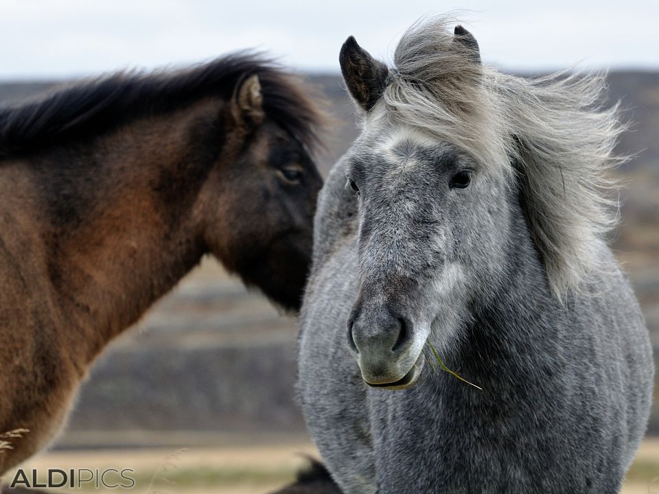 Horses somewhere in Iceland