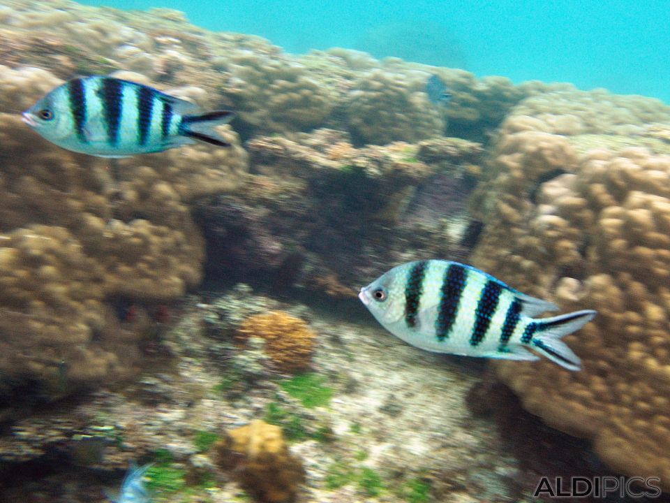 Snorkelling in the sea