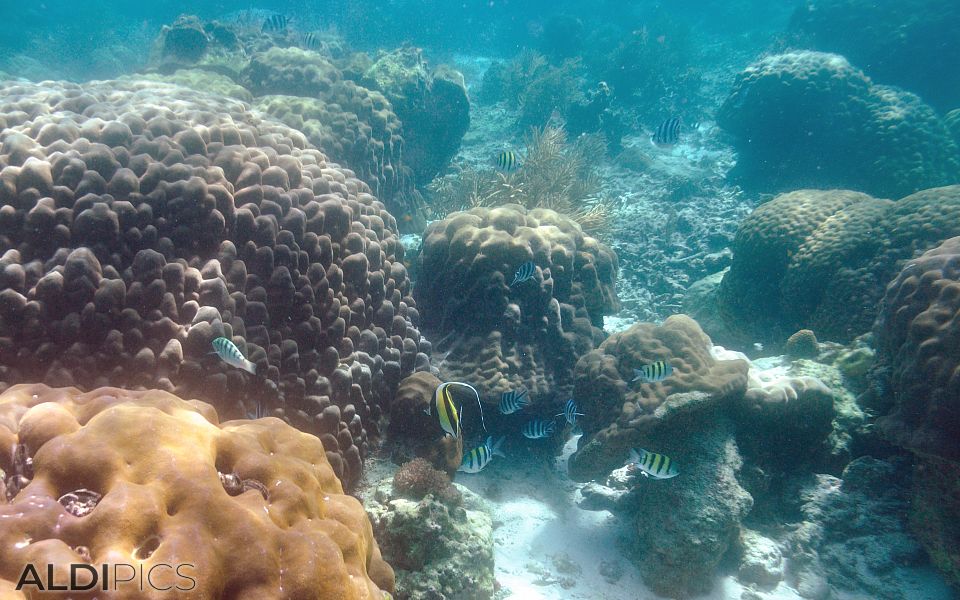 Coral reefs