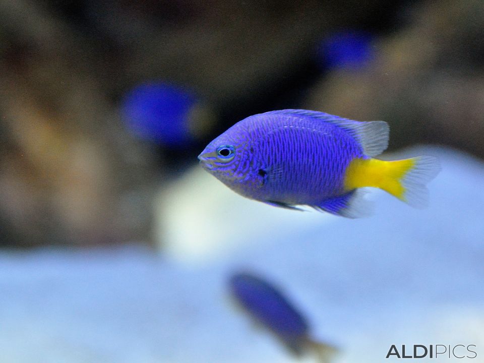 Aquarium in Manila