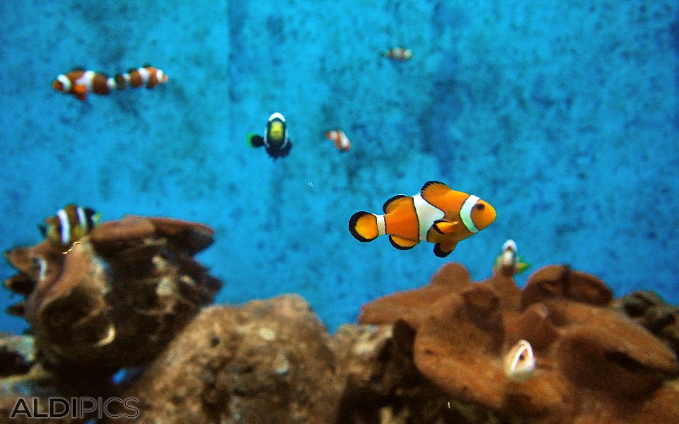 Aquarium in Manila