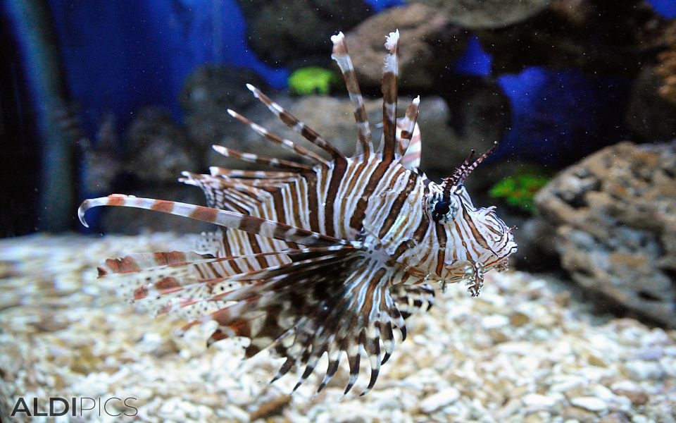 Aquarium in Manila