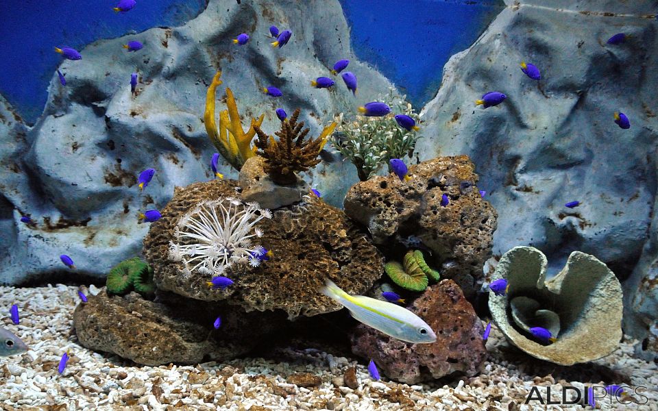 Aquarium in Manila