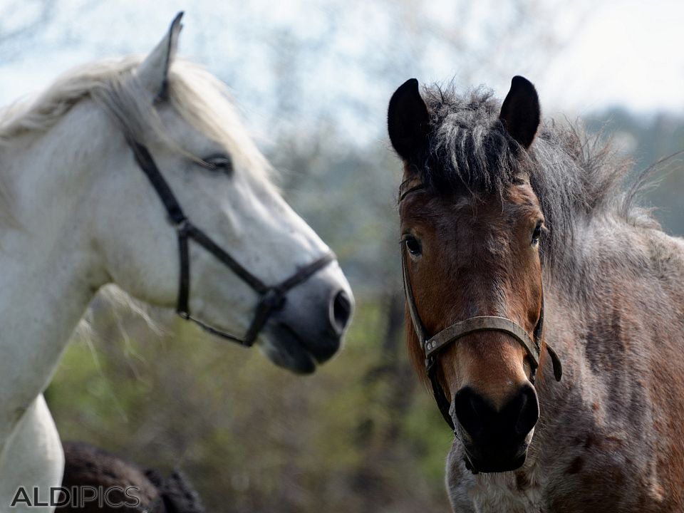 Horses in the meadow