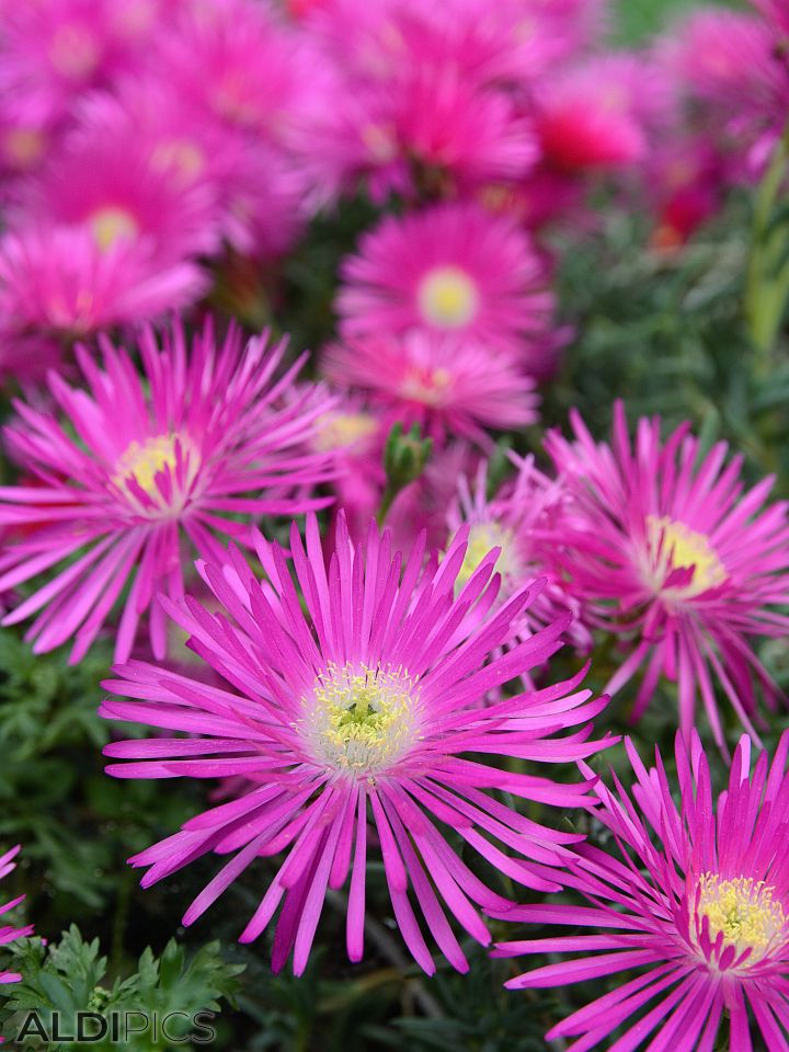 Flowers on the island of Lipari
