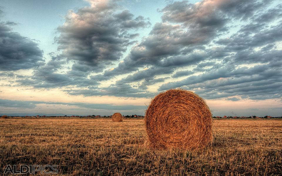 Bales of hay