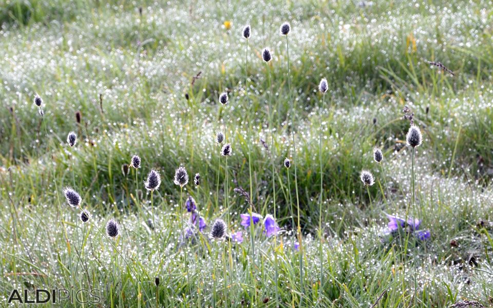 Lawn with dew drops