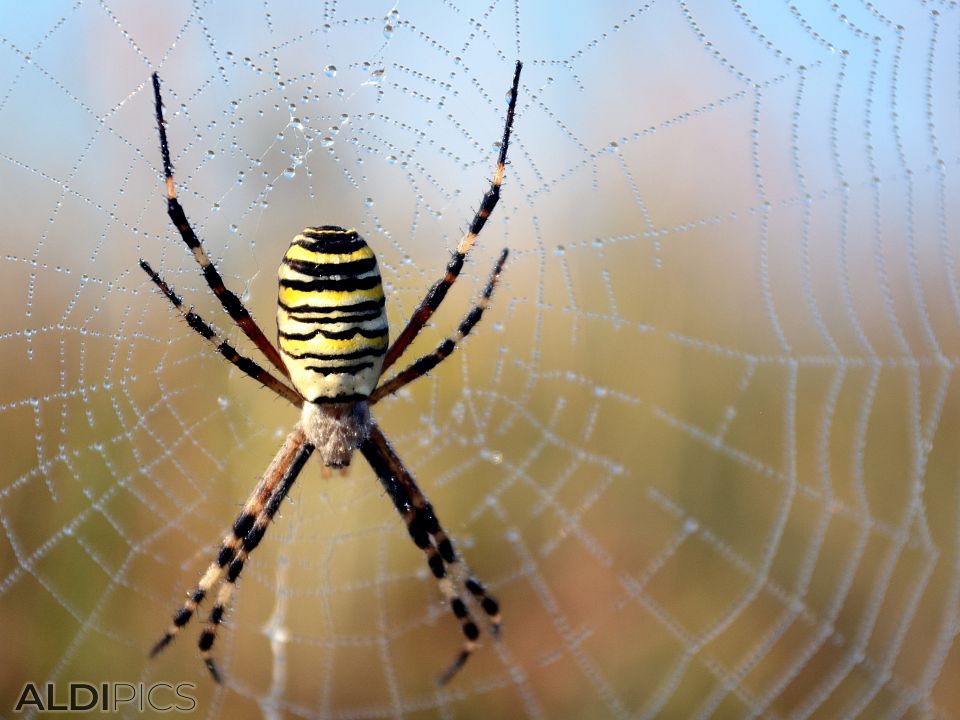 Spider with dew drops