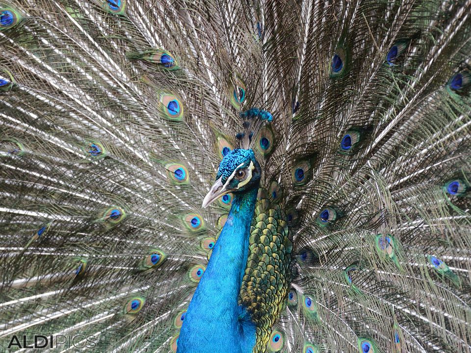 Peacock in the park