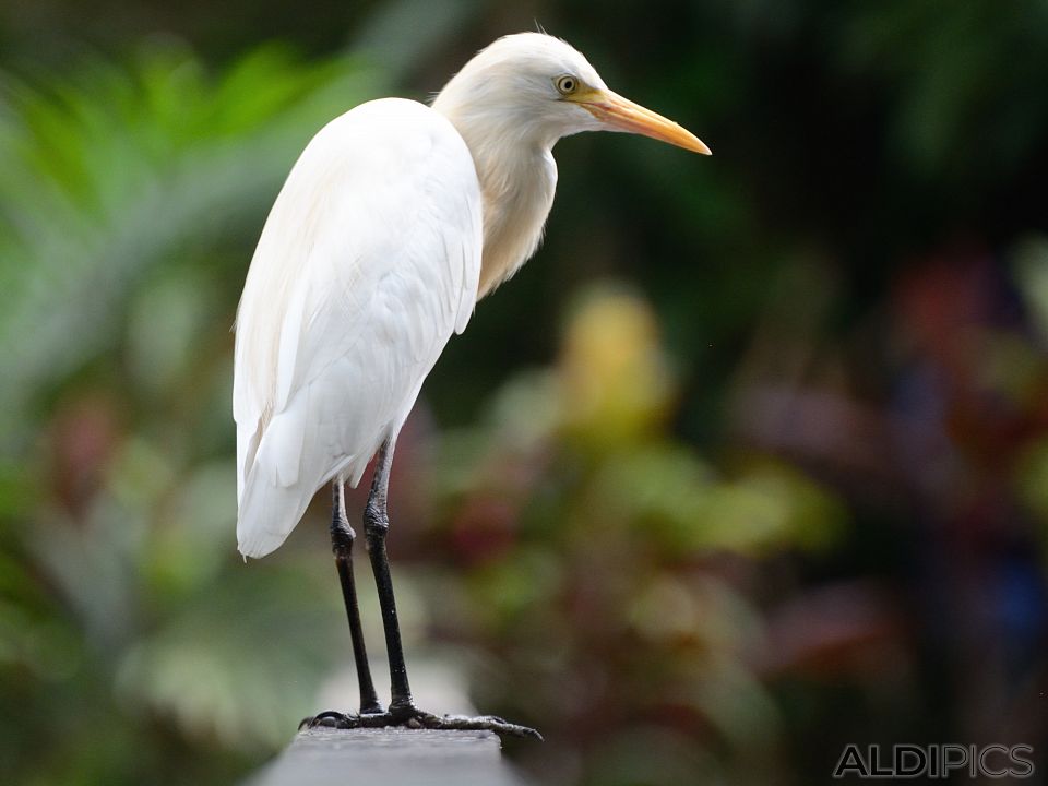 Birds in the park Kuala Lumpur