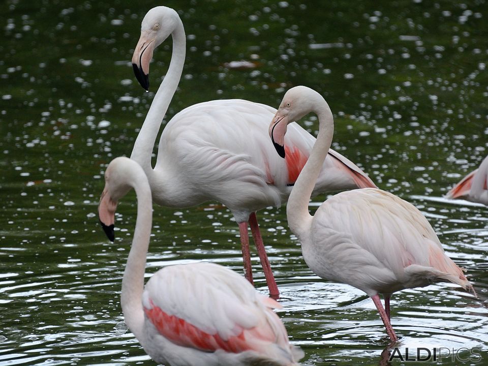 Birds in the park Kuala Lumpur