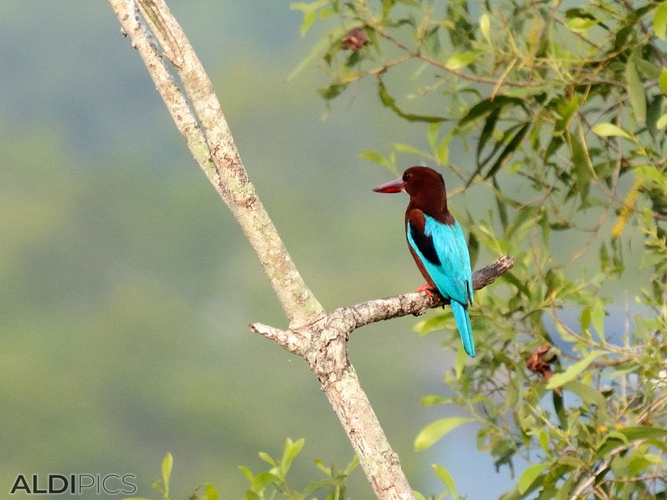 Birds in Kuala Selangor