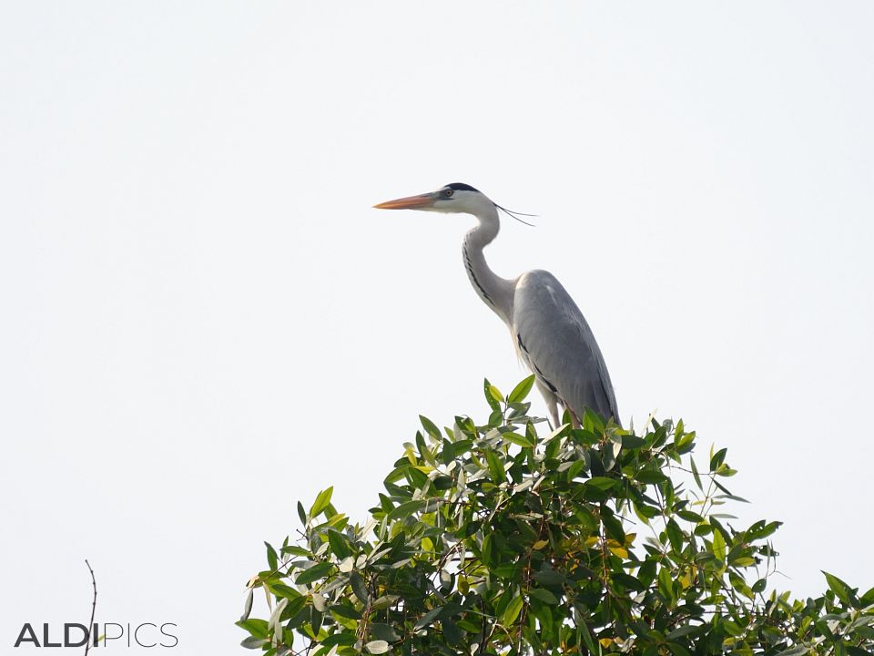 Birds in Kuala Selangor