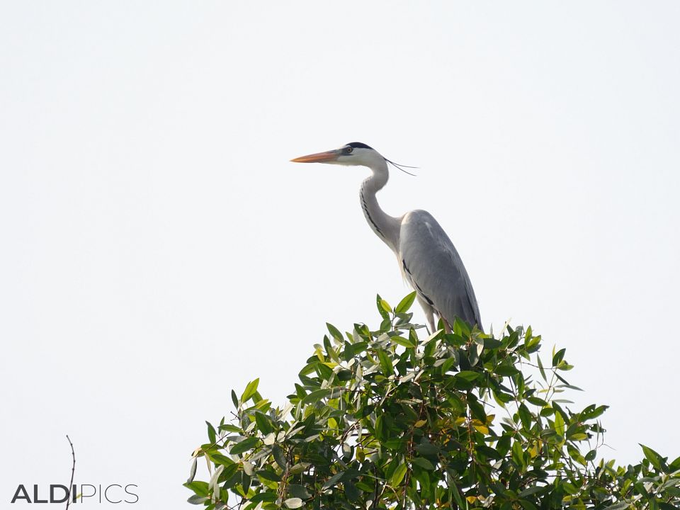 Birds in Kuala Selangor