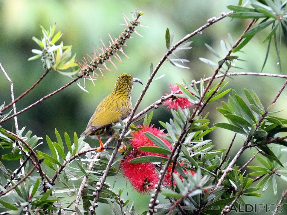 Birds in Fraser's Hill