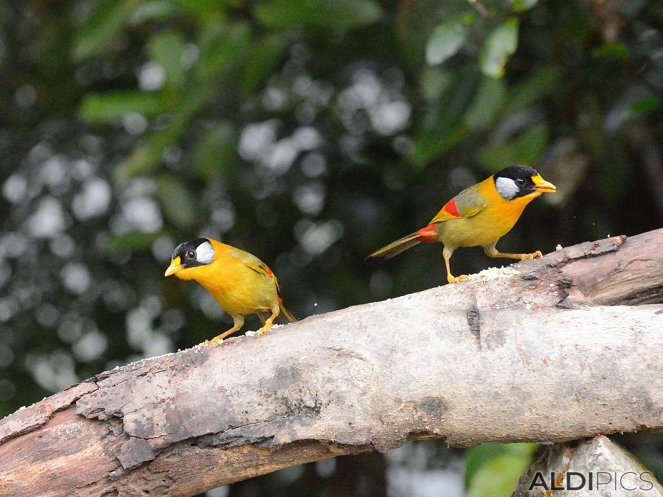 Birds in Fraser's Hill