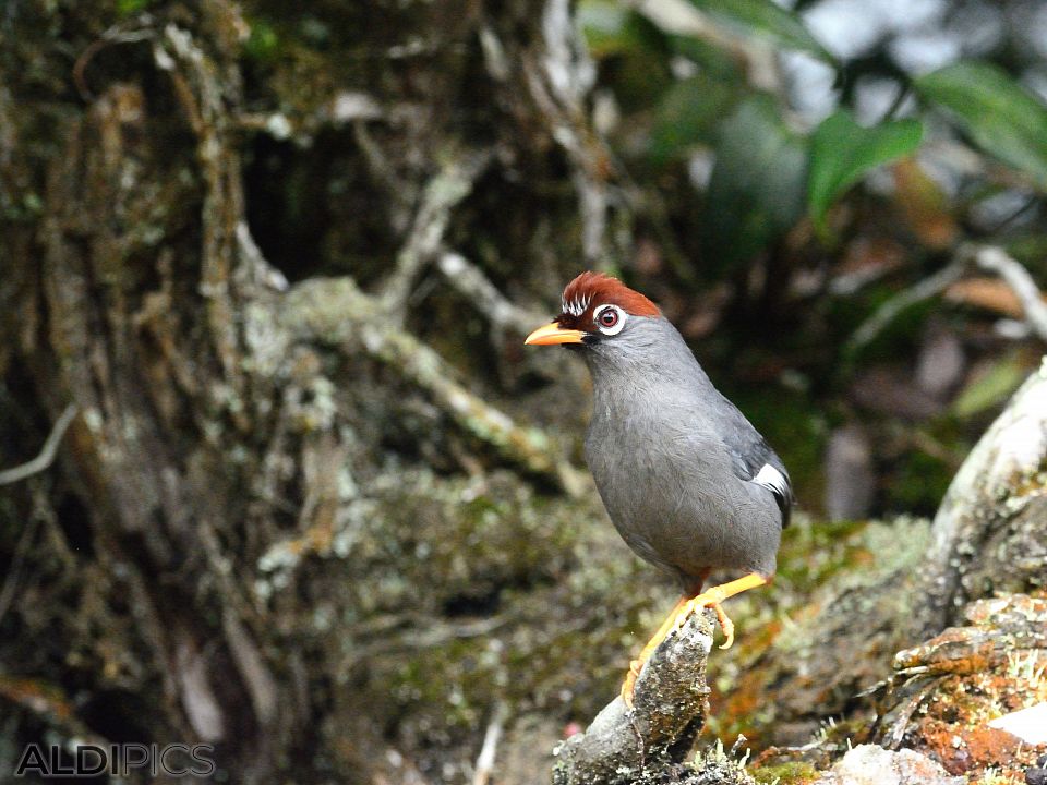 Birds in Fraser's Hill