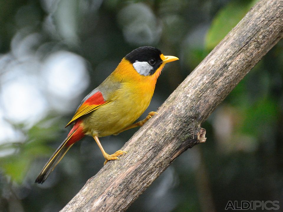 Birds in Fraser's Hill