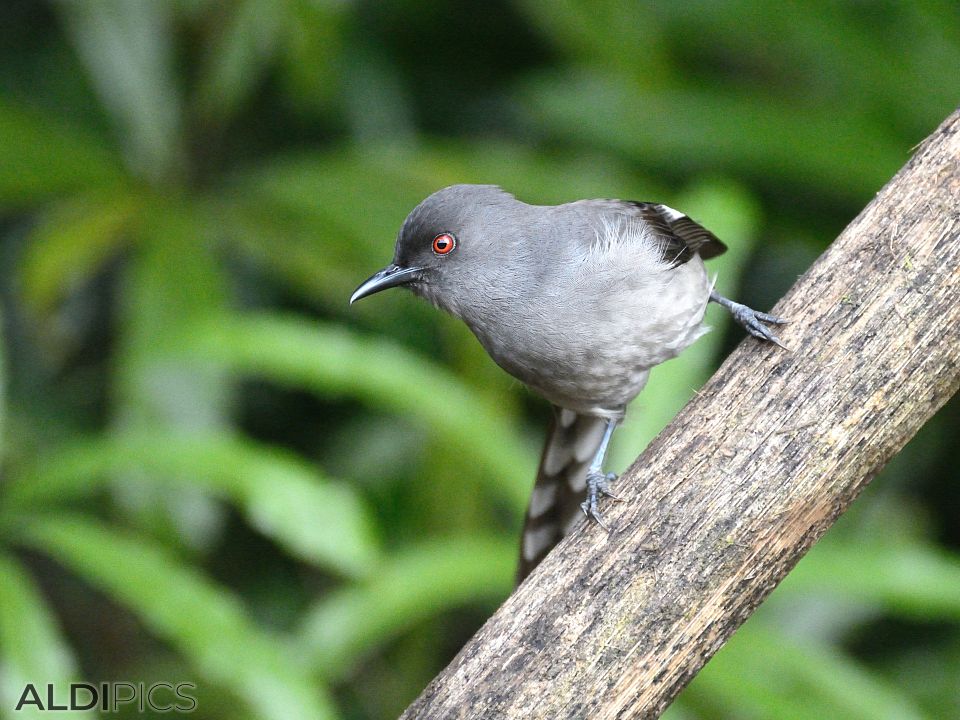 Birds in Fraser's Hill